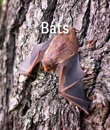 bat flip 2